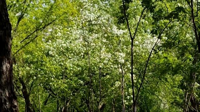 Прогулка по парку.Наш красивый цветущий парк цветение деревьев парке для отдыха, хорошего настроени смотреть онлайн