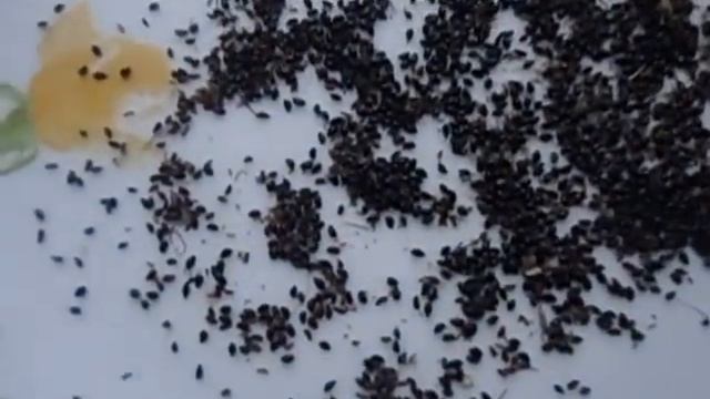 АКВИЛЕГИЯ ОСОБЕННОСТИ ПОСЕВА Видеоурок от Ольги Черновой для начинающих садоводов 27 января 2017 смотреть онлайн