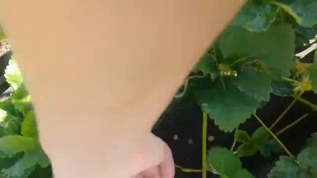 КУПЧИХА - земклуника смотреть онлайн