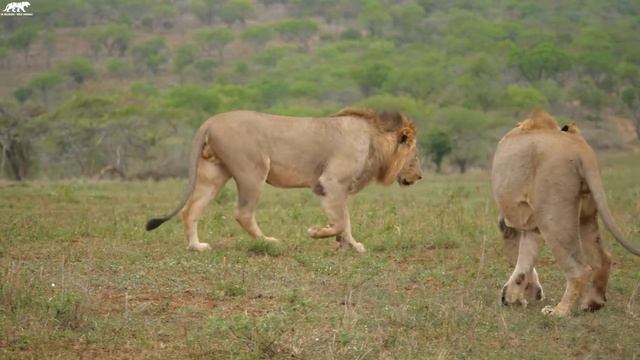 Big Cats Of The World 4K - Scenic Wildlife Film With Calming Music смотреть онлайн