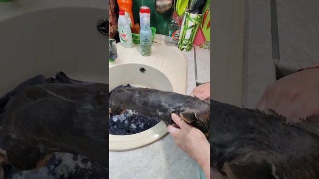 Купание щенка чихуахуа в шесть месяцев смотреть онлайн