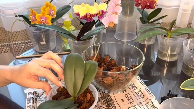 Пересадка Орхидей изо мха и цветение Биг Липов смотреть онлайн