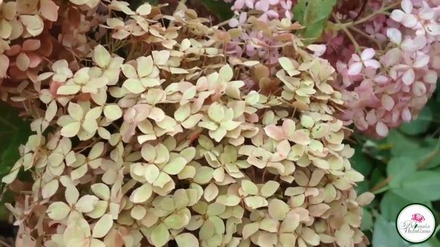 ГОРТЕНЗИЯ ДЛЯ ЗИМНИХ БУКЕТОВ смотреть онлайн