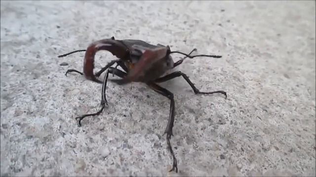 Жук олень смотреть онлайн