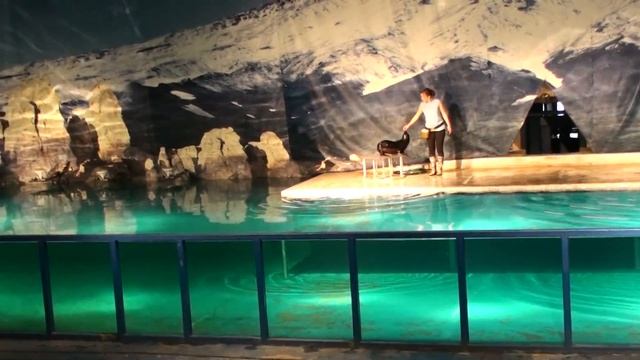 Московский Зоопарк, Морской Театар смотреть онлайн