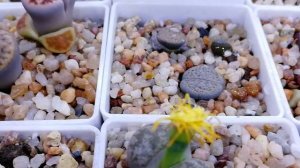 Литопсы полив | Как поливать литопсы | Суккуленты