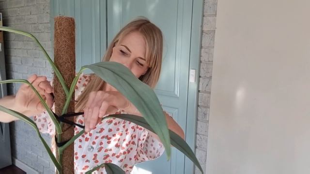 Epipremnum Amplissimum | Rare Plants | Runner | Propagation