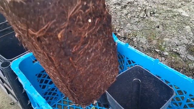 Идея выращивания малины, в горшках.Как это делают за границей. смотреть онлайн