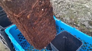 Идея выращивания малины, в горшках.Как это делают за границей.