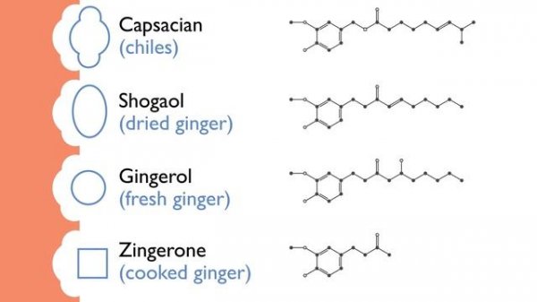 The Science of Ginger: Why and How it Burns and Its Impact on Cooking | Ginger | What's Eating Dan?