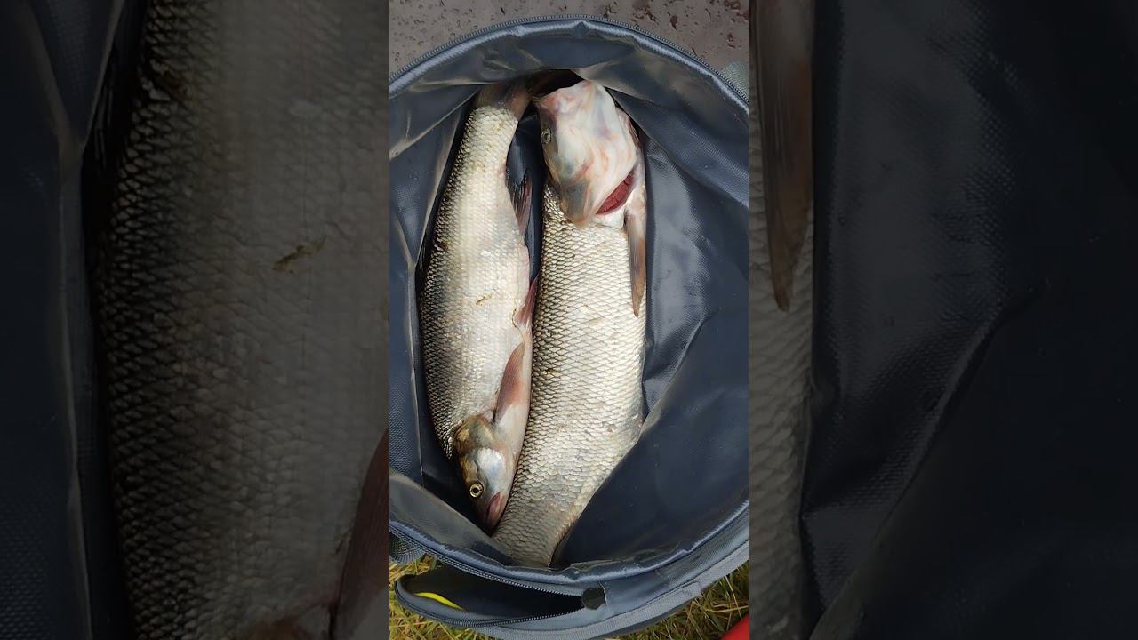 Удачная рыбалка. #shortvideo #рыбалка #fishing #fishingvideo #жерех смотреть онлайн