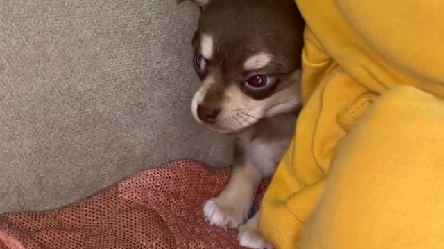 Щенок чихуахуа перед отъездом в новый дом смотреть онлайн