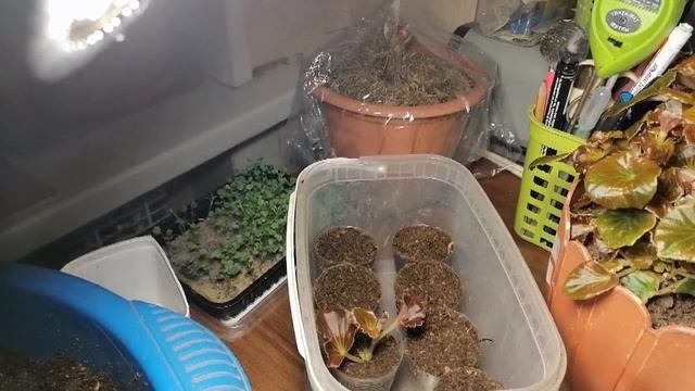 БЕГОНИЯ серия DOUBLET они как маленькие Камелии)) Никого не оставят равнодушным) снимаем черенки)) смотреть онлайн