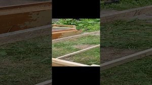 Выгул для цыплят своими руками из подручных материалов. Начало. 01072022
Технология, материалы.
