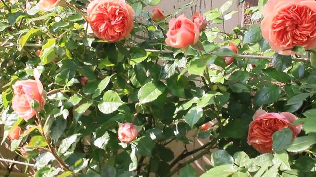 Роза Чиппендейл, Chippendale 2020