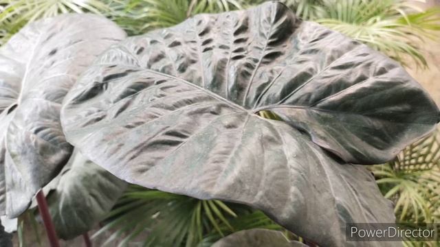 How To Care & Cultivate Alocasia Sarawakensis 'Yucatan Princess'