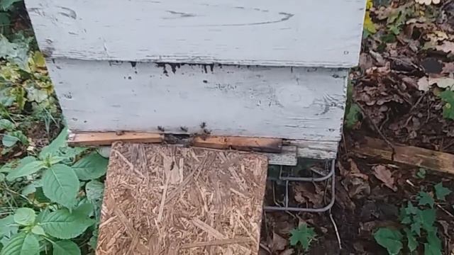 Сетчатое дно преимущества смотреть онлайн