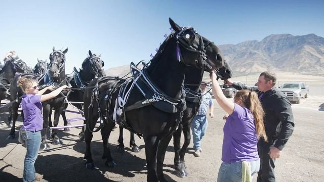 Young Living's World Champion Percheron Team смотреть онлайн