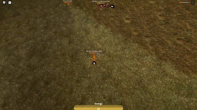 Random Ant Life V2 Battles. {Roblox Ant Life V2 Beta testing}. смотреть онлайн