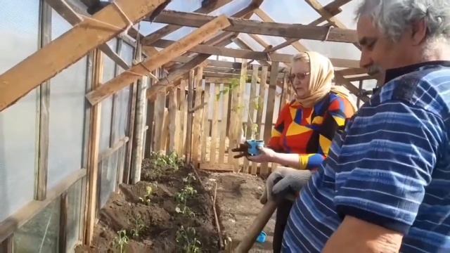 Посадка томатов в теплицу по-уральски. Или как родители помогали нам по хозяйству. смотреть онлайн