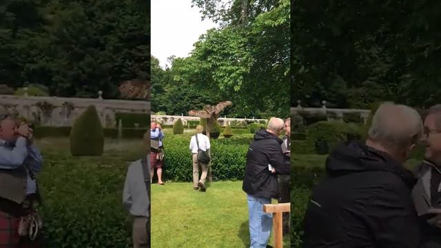 Dunrobin Castle Owl Fly-By смотреть онлайн