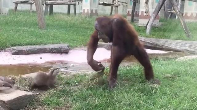 Орангутан дразнит видру. Реакция не заставила себя ждать смотреть онлайн