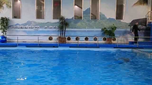 Дельфин выпригивает смотреть онлайн