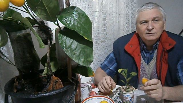 Кумкват с косточки Харьков смотреть онлайн