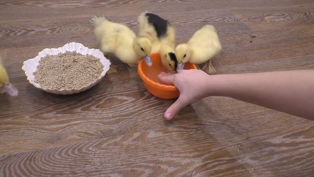 Утята КУСАЮТСЯ. Играю с утятами!