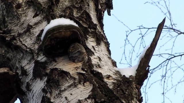 Воробьиный сычик, 07.01.2016, Москва часть-4 смотреть онлайн