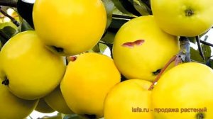 Яблоня средний Папироянтарное (malus) ? обзор: как сажать, саженцы яблони Папироянтарное