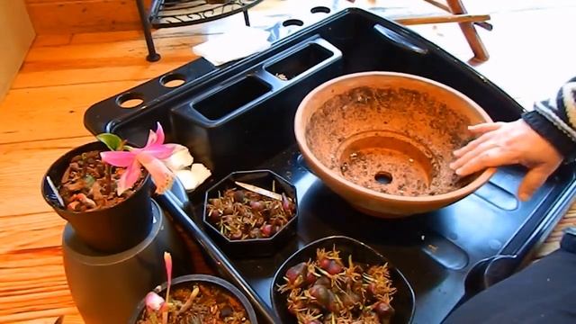 Pleione Potting - the secret recipe смотреть онлайн