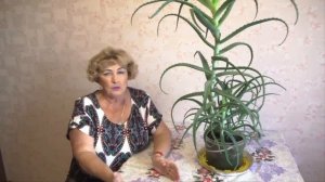 ღღღ Посадка АЛОЭ. При посадке и выращивании АЛОЭ надо знать. ღღღ