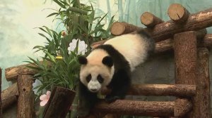 Панде Катюше из Московского зоопарка исполнился год / События на ТВЦ