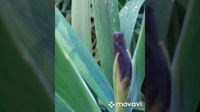 Ирис луизианский БЛЭК ГЕЙМКОК ,Black Gamecock смотреть онлайн