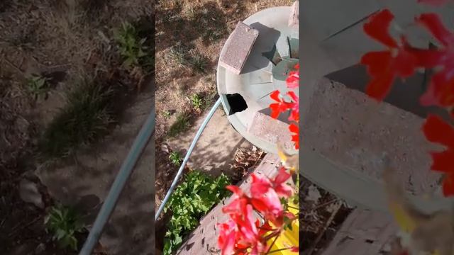 Kolibrifalter 10.8.18 Bad Fallingbostel смотреть онлайн