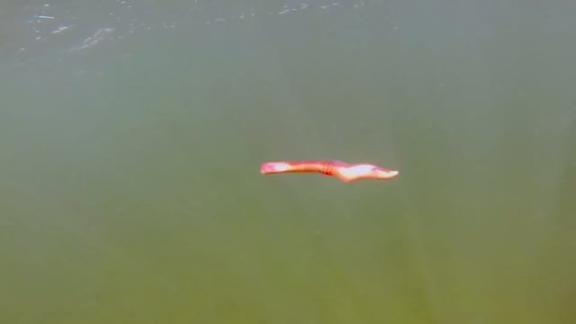 Fishing Tip - Mustad's Super Death Hook for more Walleyes S11E13 смотреть онлайн