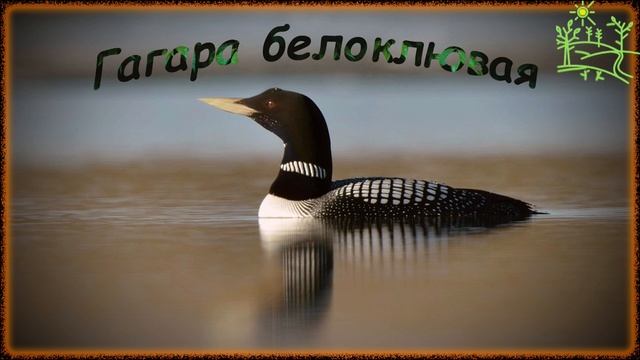 Голоса птиц Как поёт Гагара белоклювая (Gavia adamsii).mp4 смотреть онлайн