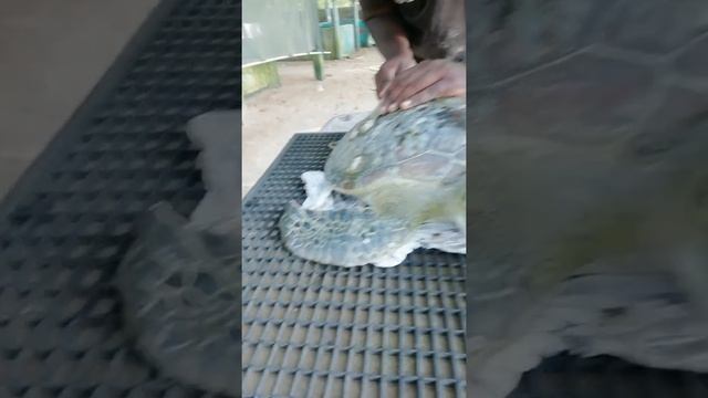 Rescue Sea Turtle, Removing Barnacles From Poor Sea Turtle [Animals, Nature, Ocean, Moana] CHIKA BO смотреть онлайн
