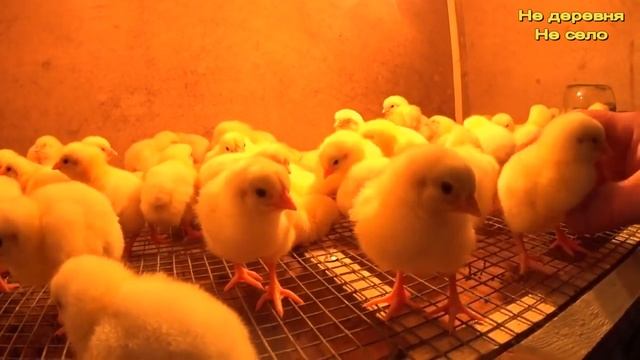 Бройлер Кобб 700 Какой процент вылупления цыплят Деревенская жизнь смотреть онлайн