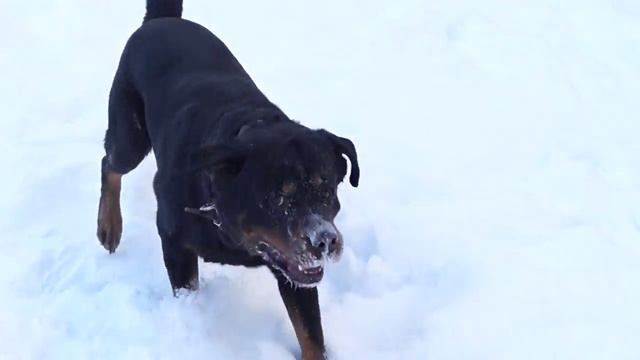 Собака в снегу валяка) смотреть онлайн