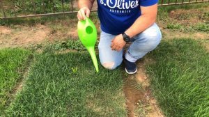 Газон на чистом песке: Реально ли и зачем? Узнай тут!