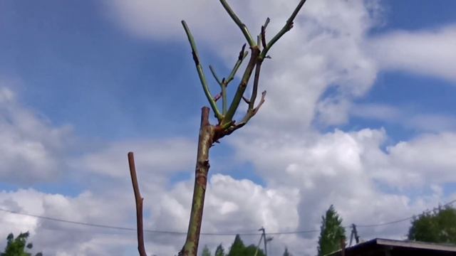 И все-таки она жива! Штамбовая роза ИМ "Питомник роз"! смотреть онлайн