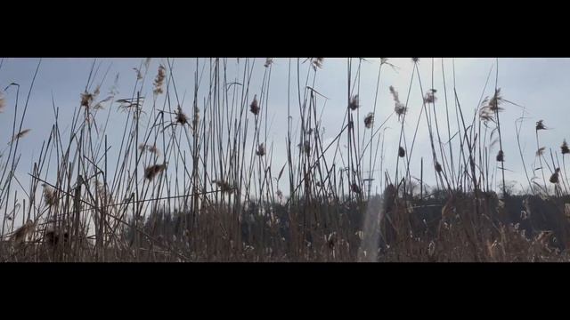 Сола Монова "Береги меня" читает Лана Флор смотреть онлайн
