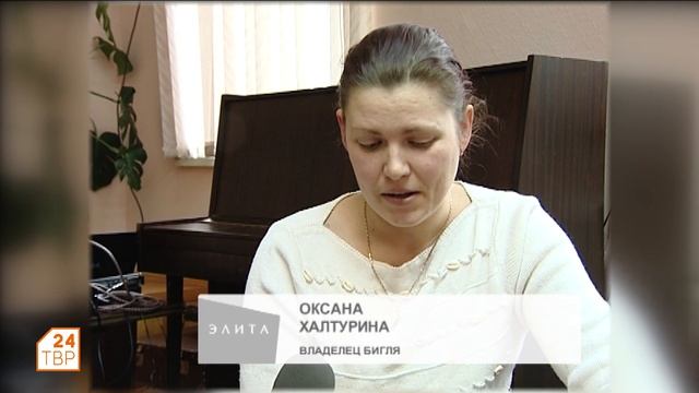 В центре внимания собаки породы бигль смотреть онлайн