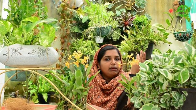 EPIDENDRUM ORCHID CAREAND PROPAGATIONഎപ്പിടെൻഡ്രം ഓർക്കിഡുകൾ പൂവിടാനും വളരാനും|orchidcare malayalam смотреть онлайн