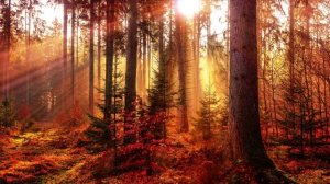 ЗАМЕЧАТЕЛЬНАЯ пора / Умиротворение / ПЕНИЕ птиц / ЗВУКИ природы...