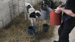 Физиологическое выпаивание телят.