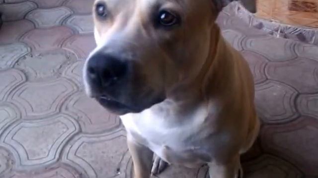 Говорящий стаффорд смотреть онлайн