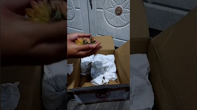 unboxing of succulents from benguet смотреть онлайн
